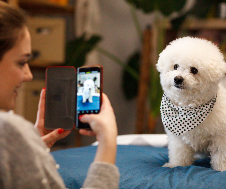 person holding phone in front of white dog who is sitting. The photo of the dog is on the phones screen
