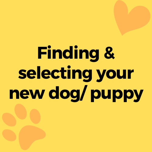 finding and selecting your new dog or puppy